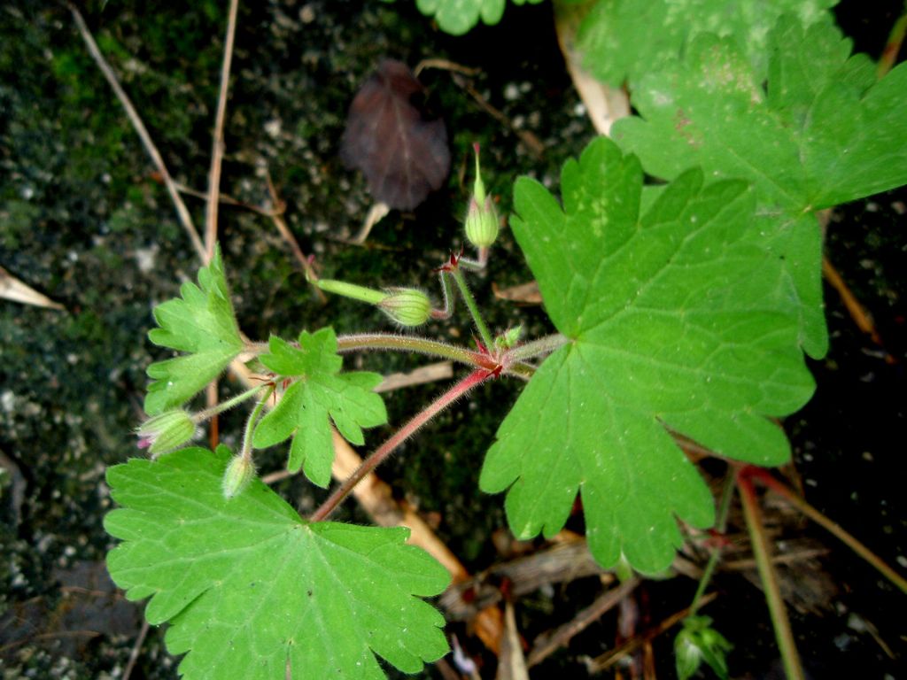 Geranium rotundifolium